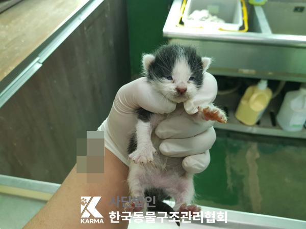 한국동물구조관리협회_411300202500043